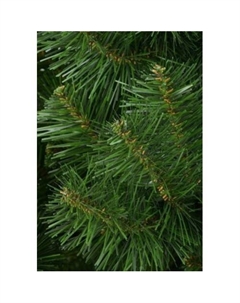 Сосна Сибирская 1.8 м Erbis