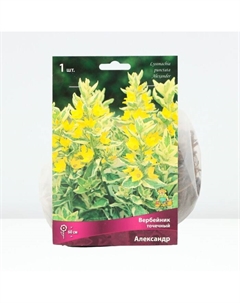 Вербейник точечный «Александр», корневище в торфогрунте, р-р I, 1 шт. Поиск