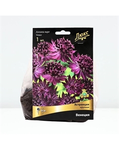 Астранция крупная «Венеция», корневище в торфогрунте, р-р I, 1 шт. Поиск
