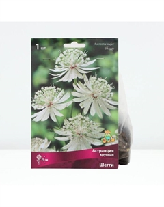 Астранция крупная «Шегги», корневище в торфогрунте, р-р I, 1 шт. Поиск