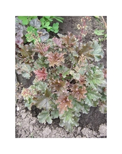 Гейхера (Хеухера) гибридная Каппучино, р-р I, 1 шт, Осень 2025 Поиск