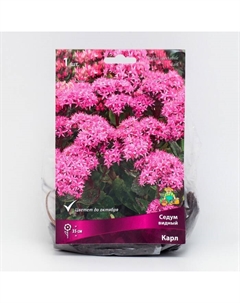 Седум "видный Карл", 1 шт, р-р I, Осень 2025 Поиск