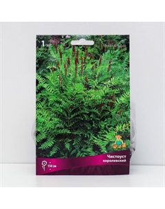 Папоротники «Чистоуст королевский», 1 шт., р-р I, Осень 2025 Поиск