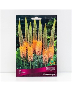 Эремурус гибридный Клеопатра, 1 шт., р-р I Поиск