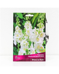 Коровяк (Вербаскум) "фиолетовый Флаш ов Вайт", 1 шт, р-р I, Лето 2025 Поиск