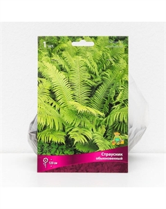 Папоротники «Страусник обыкновенный», 1 шт., р-р I Поиск