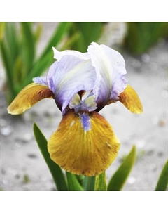 Корневище Ирис карликовый Фокус Покус, р-р I, 1 шт, Лето 2025 Поиск