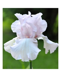 Корневище Ирис бородатый Черишд, р-р I, 1 шт. Поиск