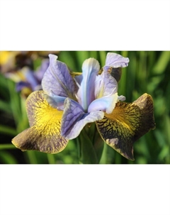 Ирис сибирский Анкоркт, р-р I, 1 шт, Весна 2025 Поиск