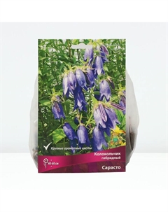 Колокольчик гибридный Сарасто, р-р I, 1 шт, Лето 2025 Поиск