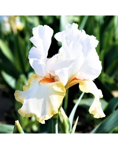 Ирис бородатый «Хэллоуин Хало», р-р I, 1 шт., Осень 2025 Поиск