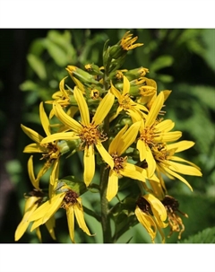 Бузульник Фишера, р-р I, 1 шт, Весна 2025 Поиск