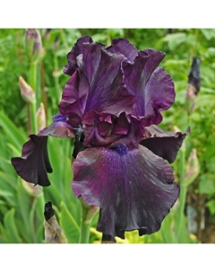 Ирис бородатый «Суперстишн», р-р I, 1 шт., Осень 2025 Поиск
