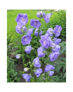 Колокольчик персиколистный «Ла Белль», р-р I, 1 шт., Осень 2025 Поиск