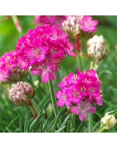 Армерия приморская Армада Роуз, I р-р, 1 шт, 20 h(см), Весна 2025 Поиск