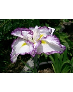 Ирис японский Лайт эт Дон, р-р I, 1 шт, Весна 2025 Поиск