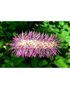 Кровохлебка тупая, р-р I, 1 шт, Весна 2025 Поиск