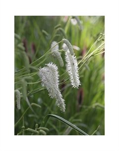 Кровохлебка тонколистная, р-р I, 1 шт, Весна 2025 Поиск