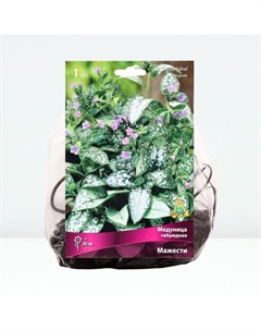 Медуница гибридная «Мажести», р-р I, 1 шт., Осень 2025 Поиск