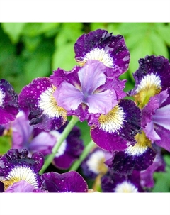 Ирис сибирский Контраст ин Стайлз, р-р I, 1 шт, Осень 2025 Поиск