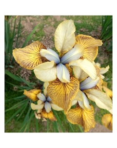 Ирис сибирский Флайинг Фиддлз, р-р I, 1 шт, Весна 2025 Поиск