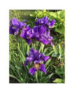 Корневище Ирис сибирский Пёплишес, р-р I, 1 шт. Поиск