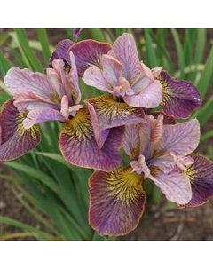 Корневище Ирис сибирский Анбаттонд Зипперз, р-р I, 1 шт. Поиск