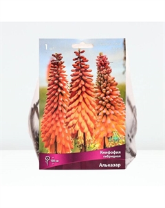 Книфофия гибридная Альказар, р-р I, 1 шт, Осень 2025 Поиск