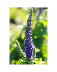 Вероника колосковая «Санни Бордэр Блу», корневище в пакете с торфогрунтом, р-р I, 1 шт. Поиск