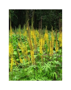 Бузульник Пржевальского, корневище в торфогрунте, р-р I, 1 шт. Поиск