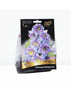 Дельфиниум высокий Хайлендер Блуберри Пай, р-р I, 1 шт, Весна 2025 Поиск