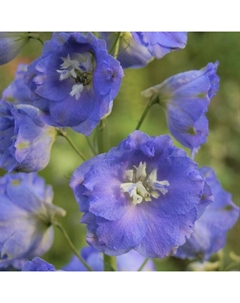 Дельфиниум высокий «Дельфис Старлайт», р-р I, 1 шт., Осень 2025 Поиск