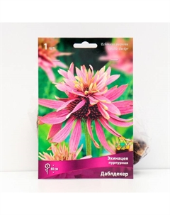 Эхинацея пурпурная «Даблдекер», 1 шт., р-р I Поиск
