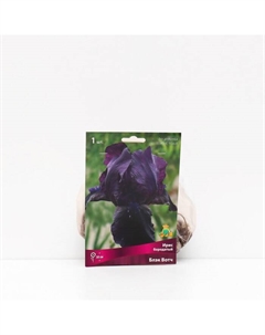 Корневище Ирис бородатый «Блэк Вотч», 1 шт., р-р I Поиск