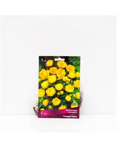 Купальница «культурная Голден Квин », корневище в пакете с торфогрунтом, 1 шт., р-р I Поиск