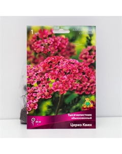 Тысячелистник «обыкновенный Цериз Квин», 1 шт., р-р I Поиск