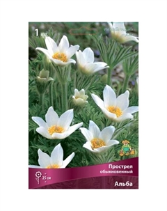 Прострел обыкновенный Альба, р-р I, 1 шт, Весна 2025 Поиск