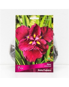 Корневище Ирис японский "Вайн Раффлз", 1 шт, р-р I, Лето 2025 Поиск