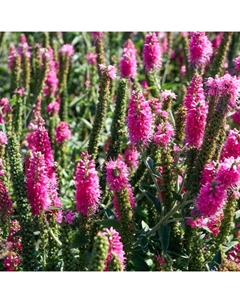 Вероника колосковая «Хайдекинд», корневище в пакете с торфогрунтом, р-р I, 1 шт. Поиск