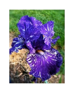 Ирис бородатый «Батик», корневище в пакете с торфогрунтом, р-р I, 1 шт. Поиск