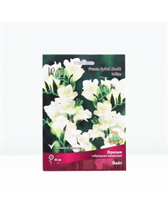 Луковица Фрезия гибридная махровая Вайт, р-р 5/6, 10 шт. Поиск