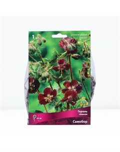 Герань тёмная Самобор, корневище в пакете с торфогрунтом, р-р I, 1 шт. Поиск