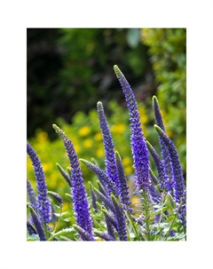 Вероника колосковая Алстэ Блу Двоф, р-р I, 1 шт, Весна 2025 Поиск