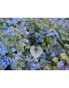 Бруннера крупнолистная Джек Фрост, р-р I, 1 шт, Весна 2025 Поиск