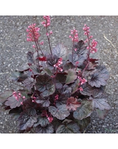 Гейхера (Хеухера) гибридная Регина, р-р I, 1 шт, Осень 2025 Поиск