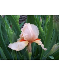 Ирис бородатый «Пати Дресс», р-р I, 1 шт., Осень 2025 Поиск