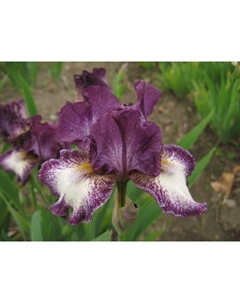 Ирис бородатый «Принц ов Бургунди», р-р I, 1 шт., Осень 2025 Поиск