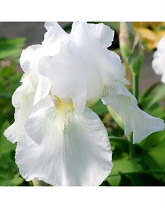 Ирис бородатый Иммортэлити, р-р I, 1 шт, Весна 2025 Поиск