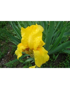Ирис бородатый «Голден Эппл», р-р I, 1 шт., Осень 2025 Поиск