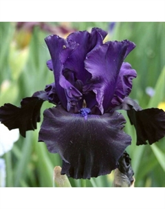 Корневище Ирис бородатый Блэк Найт, р-р I, 1 шт, Лето 2025 Поиск